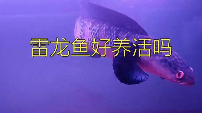 雷龍魚的最佳飼養環境是什么