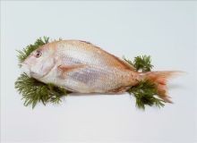 紅立魚和鯛魚的區別 紅立魚和鯛魚的區別 龍魚論壇 第2張