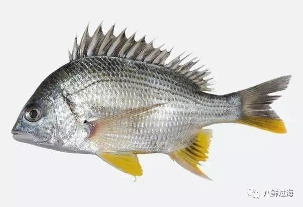 紅立魚和鯛魚的區別 紅立魚和鯛魚的區別 龍魚論壇 第4張