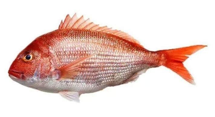 紅立魚和鯛魚的區別 紅立魚和鯛魚的區別 龍魚論壇 第5張