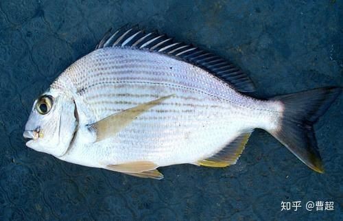 紅立魚和鯛魚的區別 紅立魚和鯛魚的區別 龍魚論壇 第6張