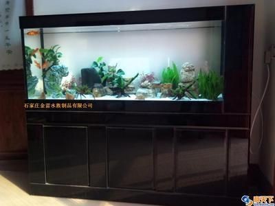 大紅龍魚的最佳投喂頻率是多少？