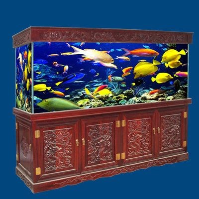 大紅龍魚的最佳投喂頻率是多少？