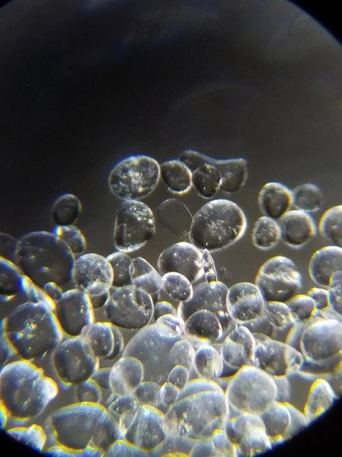 一張圖看硝化細菌成功 一張圖看硝化細菌成功 2025長城杯龍魚大賽 第5張
