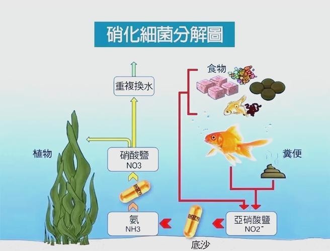 一張圖看硝化細菌成功 一張圖看硝化細菌成功 2025長城杯龍魚大賽 第26張