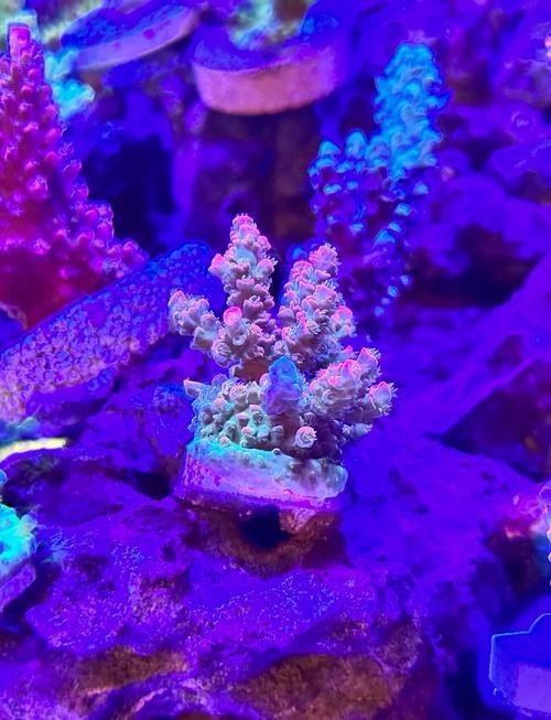 一張圖看硝化細菌成功 一張圖看硝化細菌成功 2025長城杯龍魚大賽 第20張