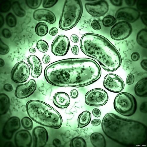 一張圖看硝化細菌成功 一張圖看硝化細菌成功 2025長城杯龍魚大賽 第4張