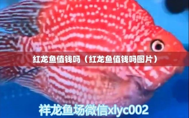 紅龍魚畫：客廳掛紅龍魚畫的風水講究 紅龍魚畫：客廳掛紅龍魚畫的風水講究 龍魚百科 第3張
