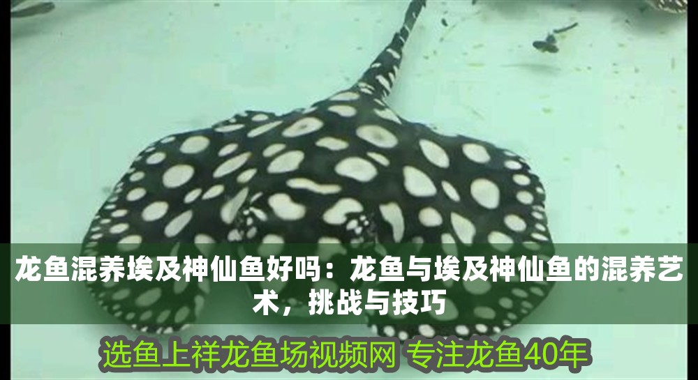 龍魚混養埃及神仙魚好嗎：龍魚與埃及神仙魚的混養藝術，挑戰與技巧
