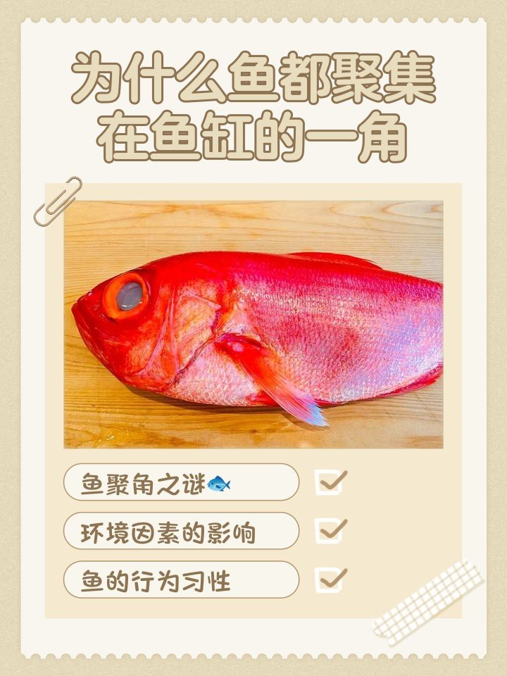 魚都扎堆在魚缸的一角 魚都扎堆在魚缸的一角 龍魚論壇 第2張