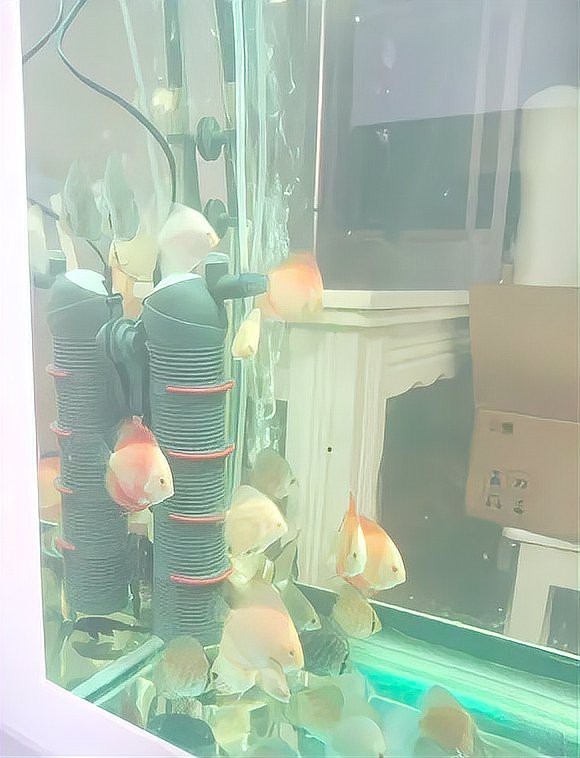 魚都扎堆在魚缸的一角 魚都扎堆在魚缸的一角 龍魚論壇 第1張