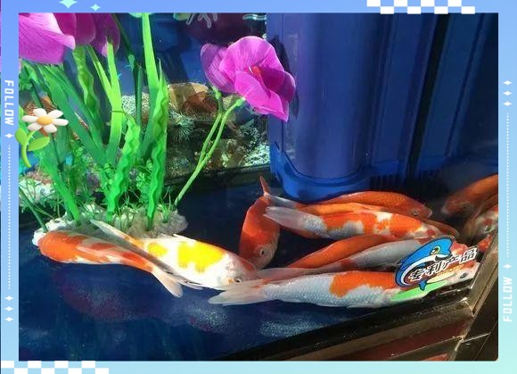 魚都扎堆在魚缸的一角 魚都扎堆在魚缸的一角 龍魚論壇 第3張