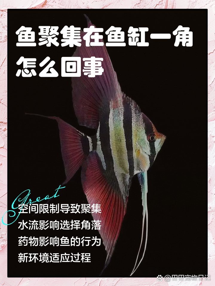 魚都扎堆在魚缸的一角 魚都扎堆在魚缸的一角 龍魚論壇 第4張