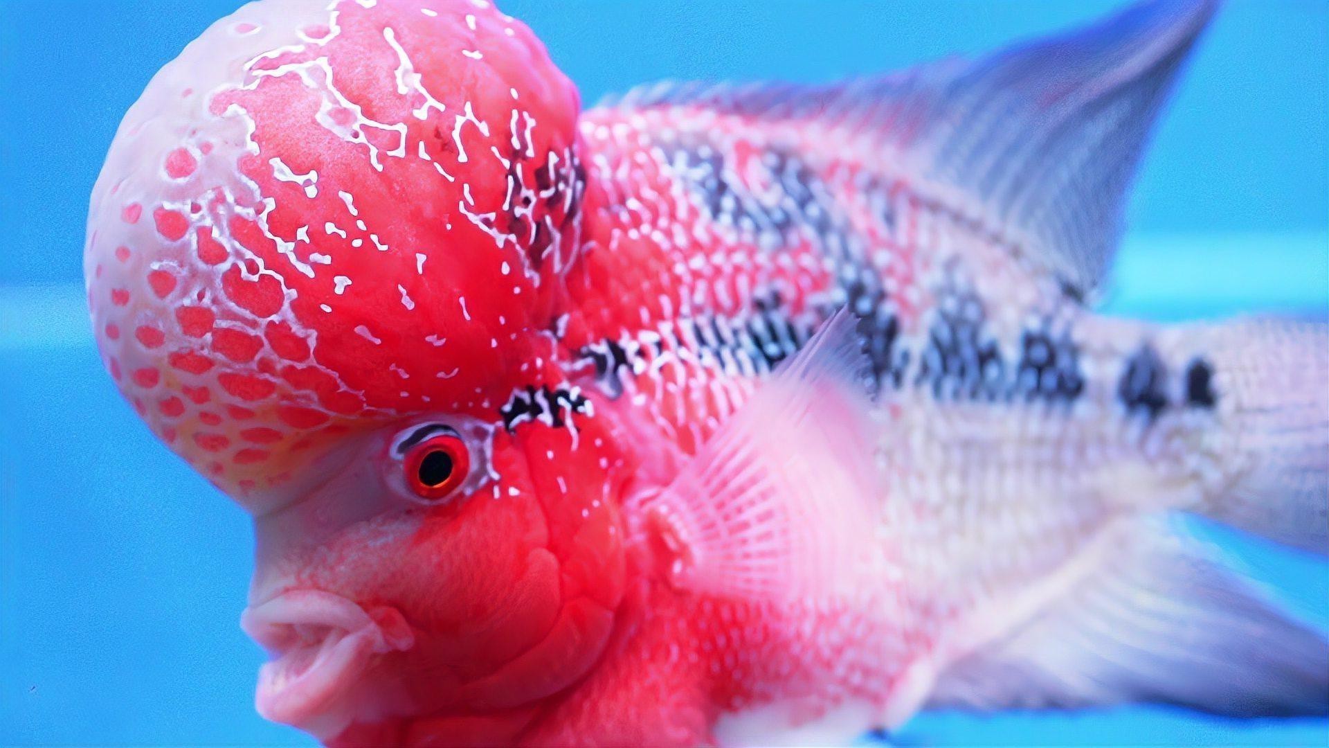羅漢和龍魚哪個厲害 羅漢和龍魚哪個厲害 龍魚百科 第2張