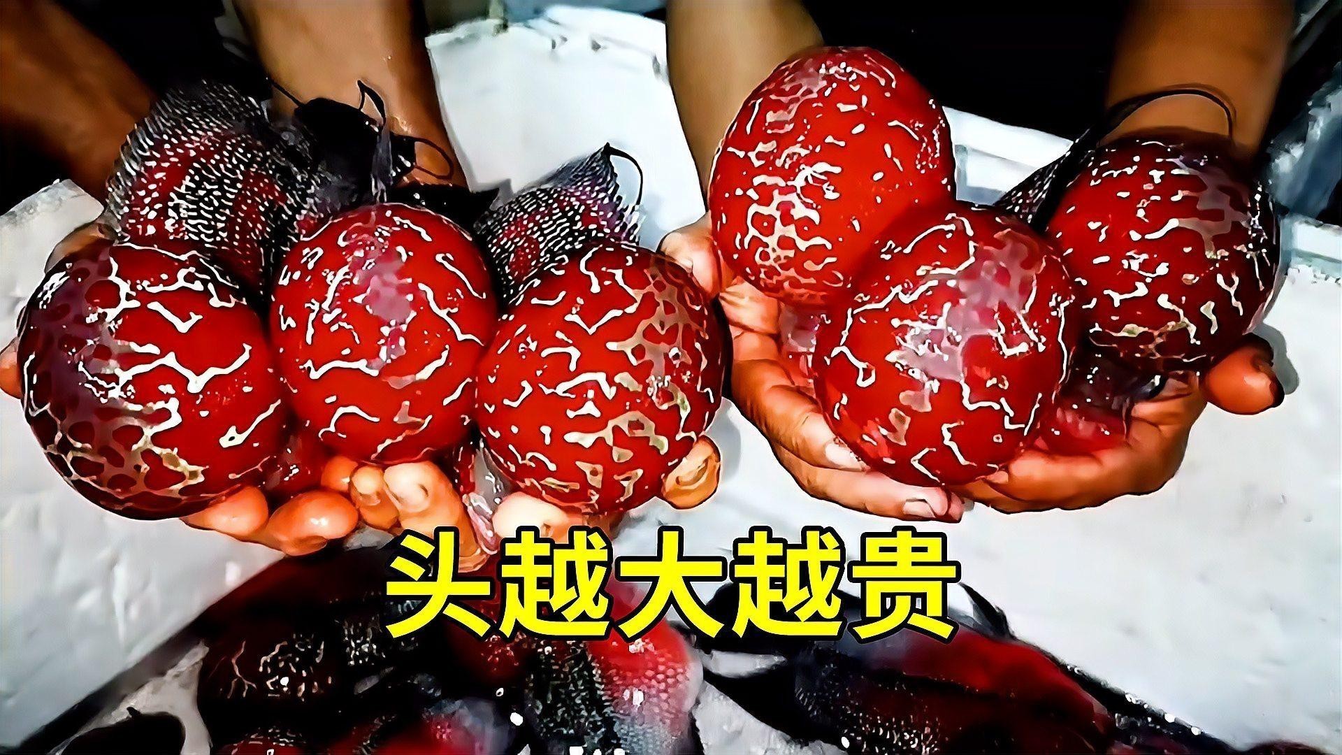 羅漢和龍魚哪個厲害 羅漢和龍魚哪個厲害 龍魚百科 第4張
