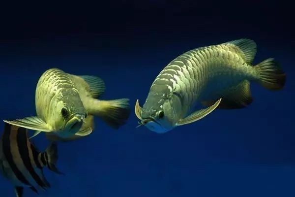 羅漢和龍魚哪個厲害 羅漢和龍魚哪個厲害 龍魚百科 第8張