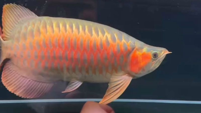 紅龍魚戰車三個鍵的用法 紅龍魚戰車三個鍵的用法 龍魚論壇 第5張