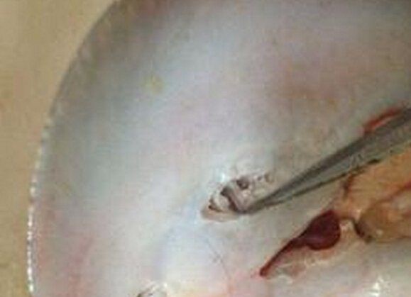 魟魚生寶寶了要警惕四種病