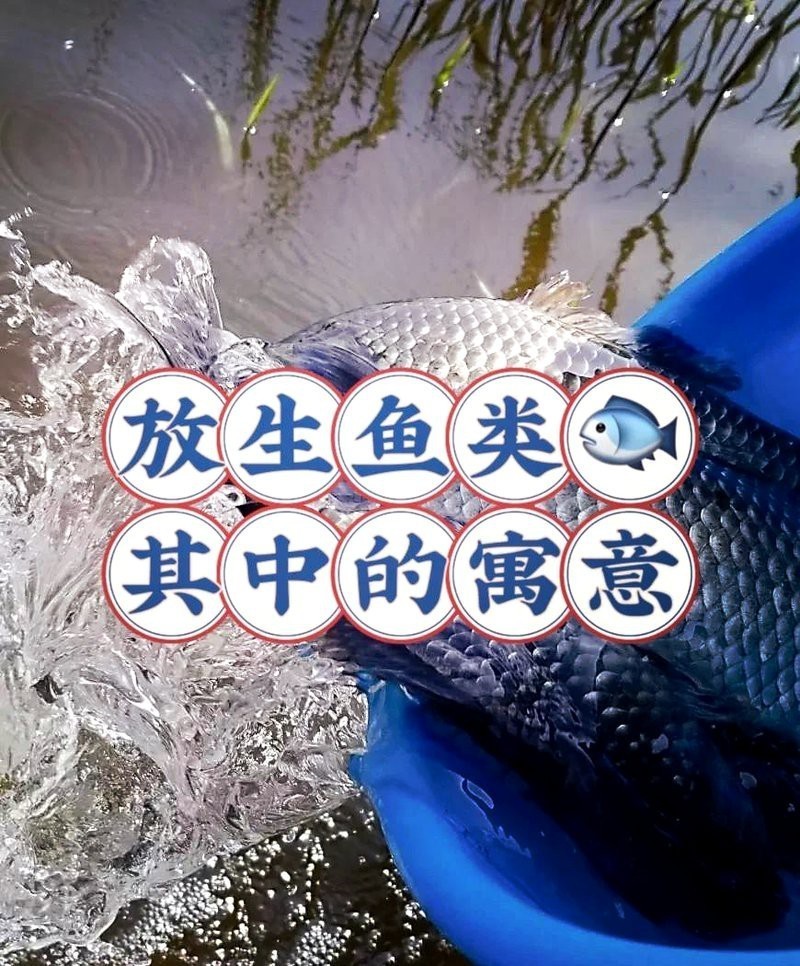 放生龍魚的寓意