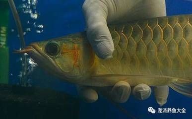龍魚(yú)呼吸輕微張嘴的原因（龍魚(yú)呼吸輕微張嘴是什么原因造成的？）