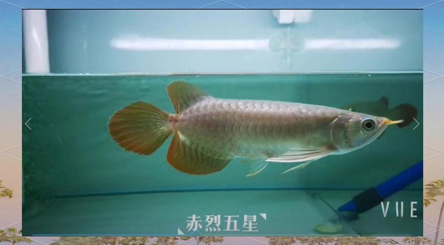 哪種活餌最適合龍魚發(fā)色？