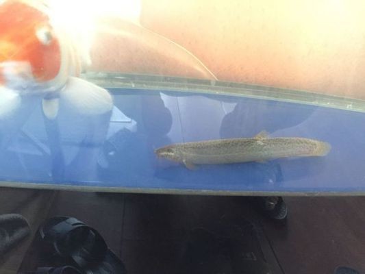 魚缸能用多少年不漏水（亞克力魚缸與玻璃魚缸對比魚缸漏水常見原因及解決方法）