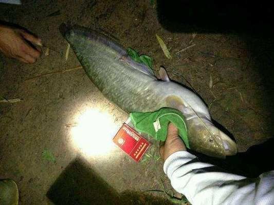 魚開口進食行為觀察方法：觀察魚開口進食行為的方法