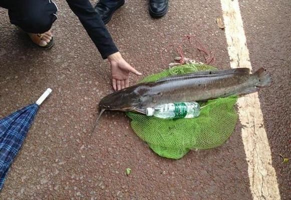 魚開口進食行為觀察方法：觀察魚開口進食行為的方法