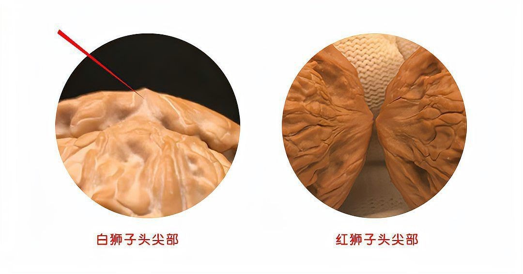 紅獅子和白獅子區別 紅獅子和白獅子區別 龍魚論壇 第1張