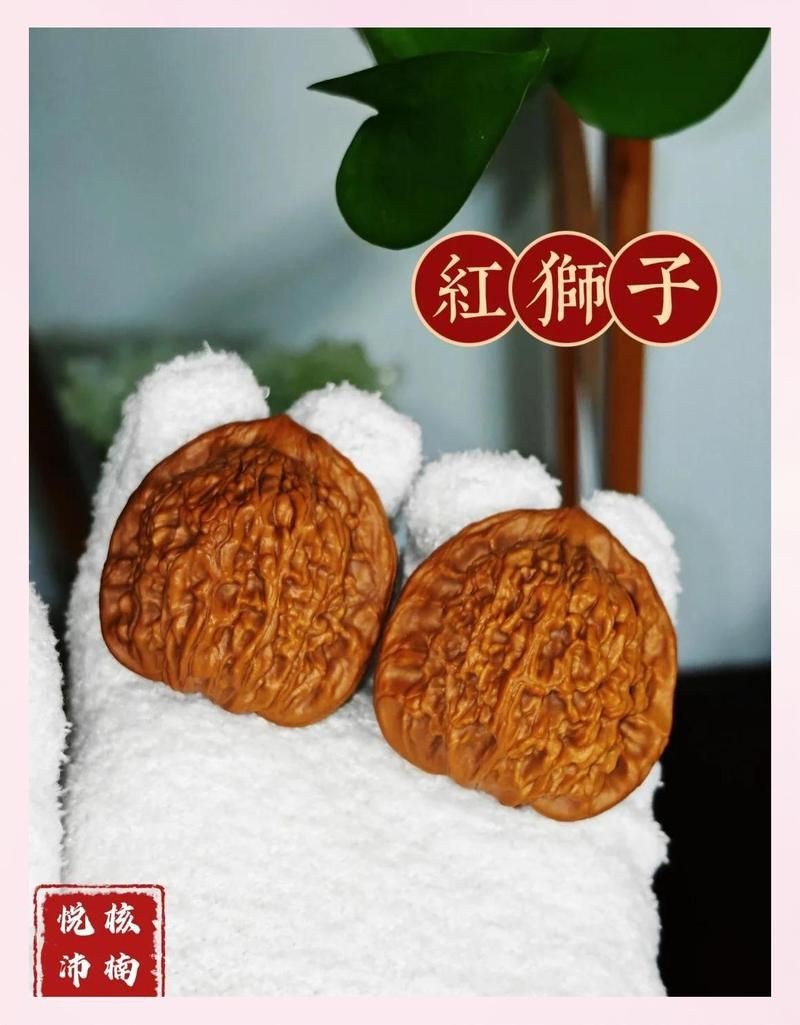 紅獅子和白獅子區別 紅獅子和白獅子區別 龍魚論壇 第4張