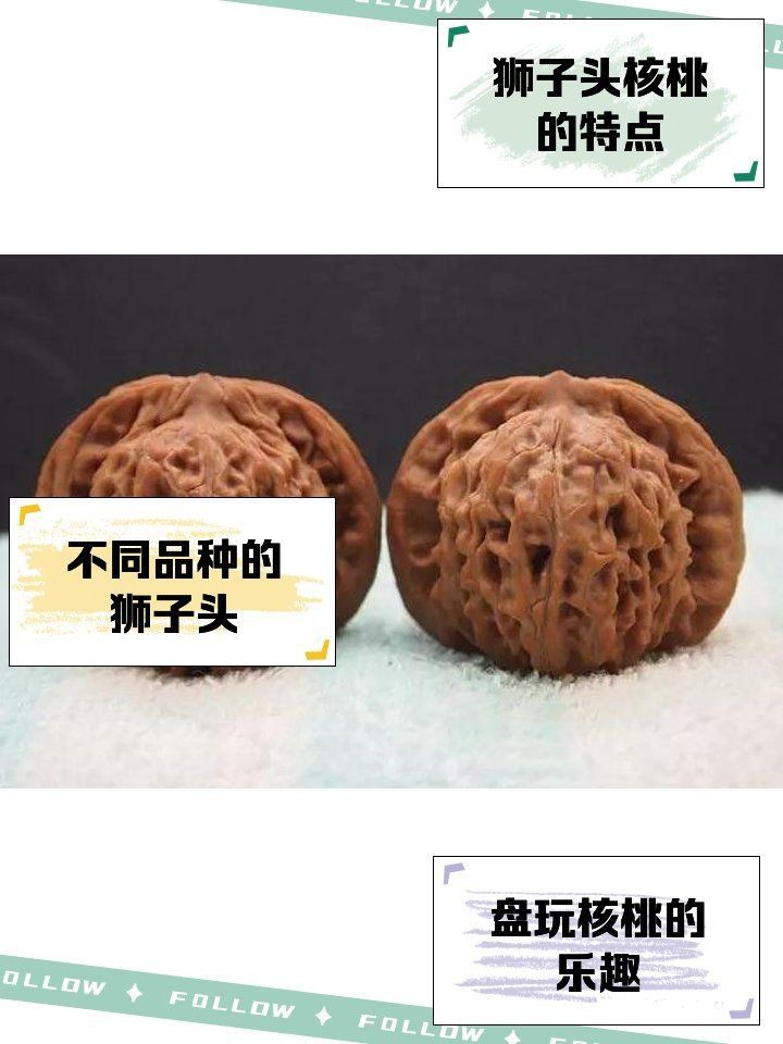 紅獅子和白獅子區別 紅獅子和白獅子區別 龍魚論壇 第16張
