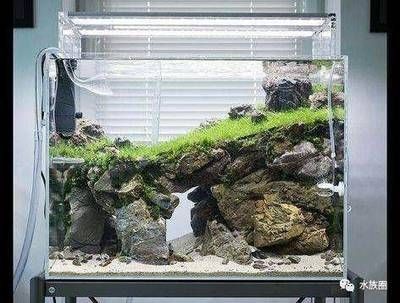 魚缸放石頭的注意事項：淡水魚缸中放石頭的注意事項