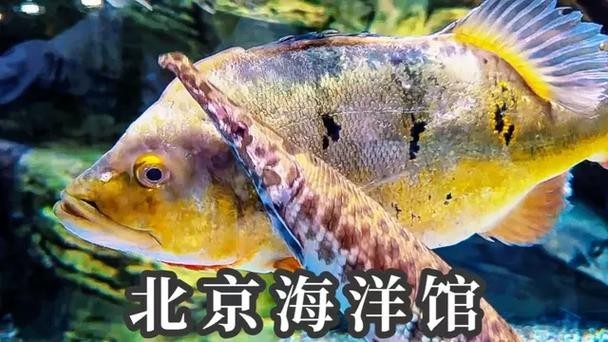 北京海洋館有哪些特色展區？