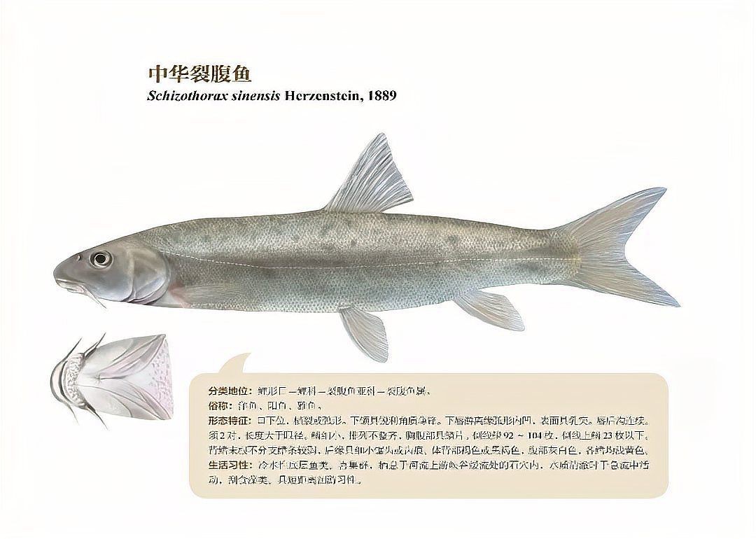 湖南淡水魚種類大全