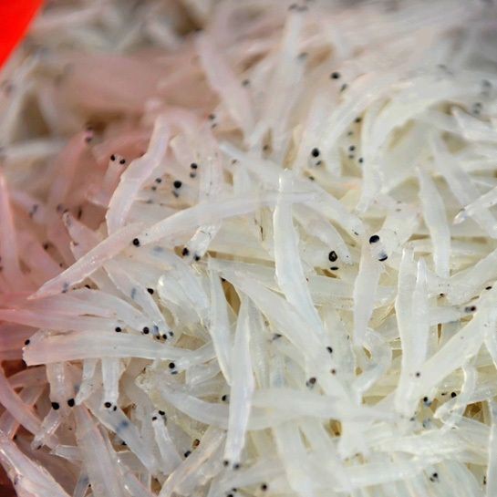 湖南淡水魚種類大全