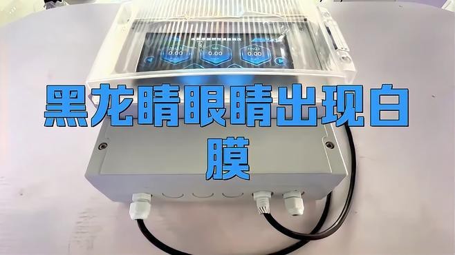 龍魚(yú)眼睛有白膜怎么處理