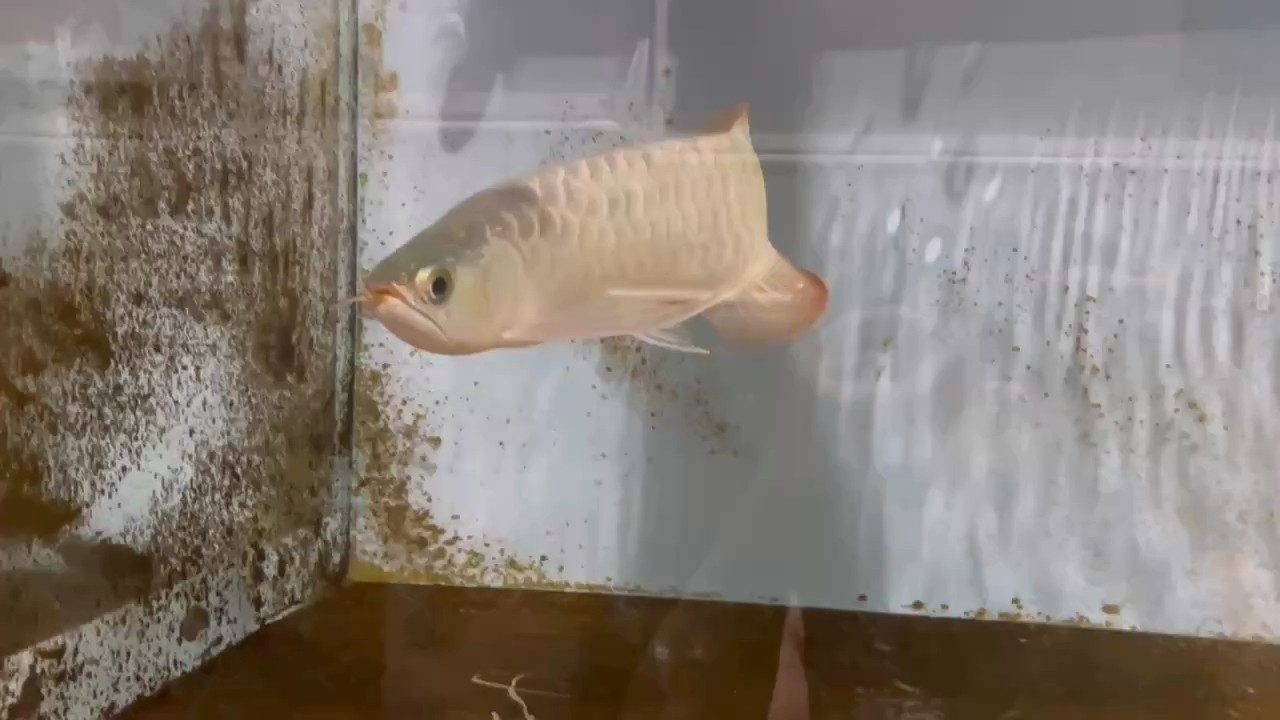 龍魚干蝦有營養嗎 超級鯊魚嘴炮彈頭紅龍 龍魚論壇 超級鯊魚嘴炮彈頭紅龍 超級鯊魚嘴炮彈頭紅龍 龍魚論壇