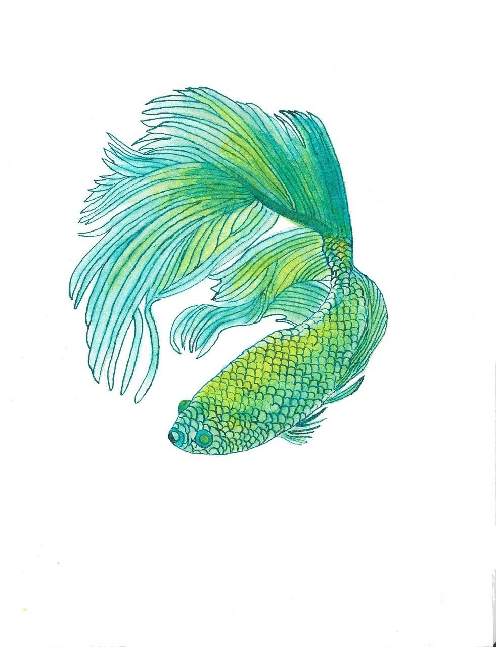 黃翅魚屬于什么檔次