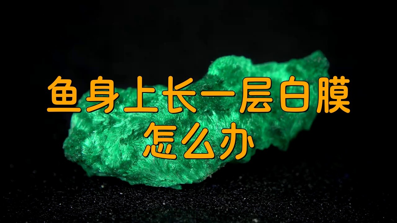 金龍魚身上有白膜怎么治療