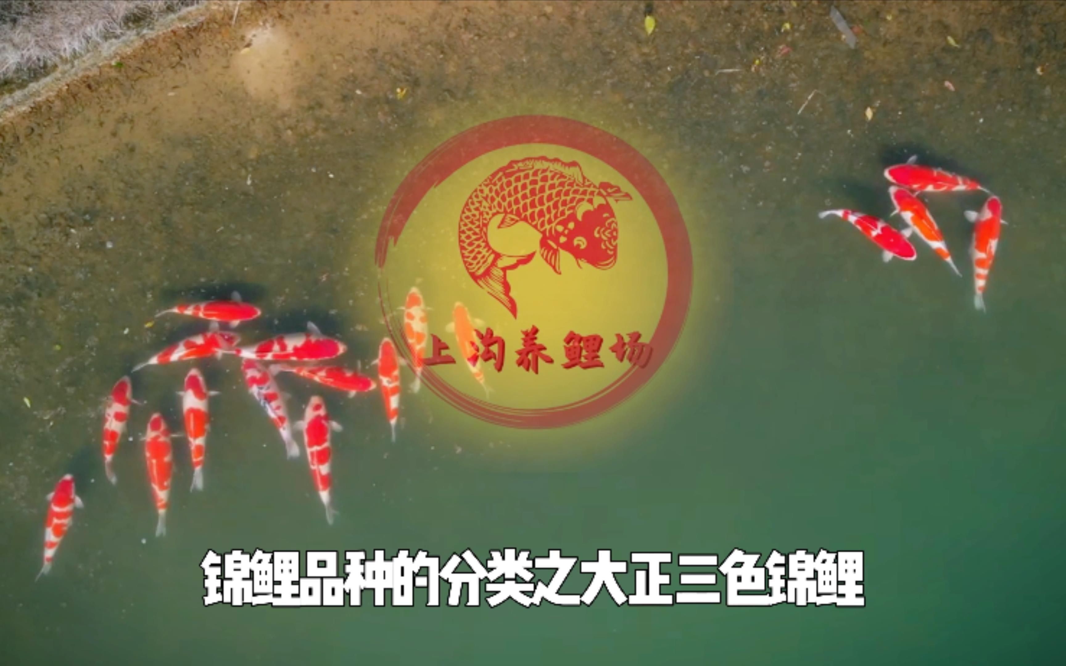 紅白和大正三色哪個好