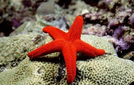 海星的飼養與護理技巧:養海星的注意事項 魚缸百科 第1張 海星的飼養與護理技巧:養海星的注意事項 海星的飼養與護理技巧:養海星的注意事項 魚缸百科 第1張