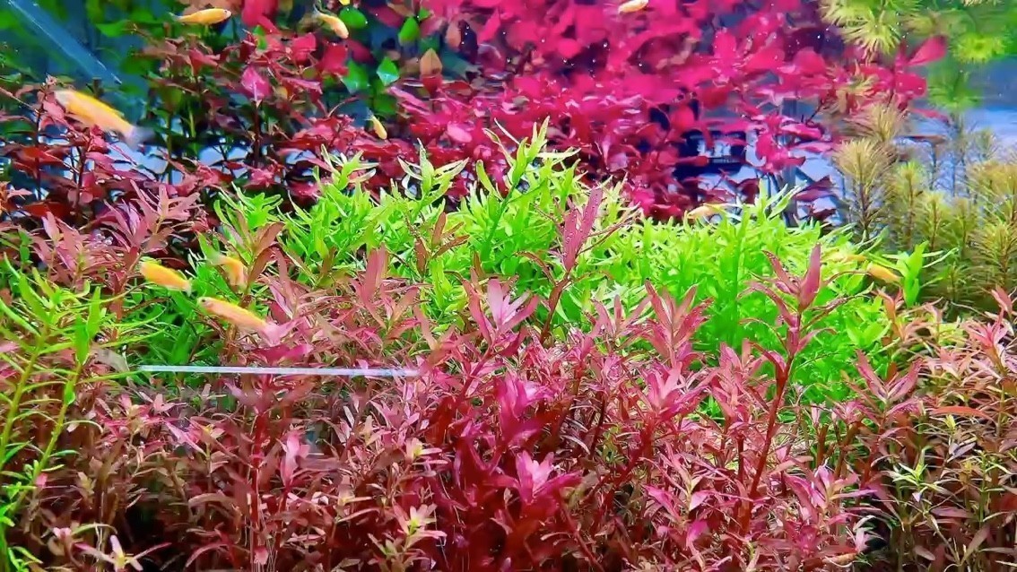 新開缸第五天的狀態