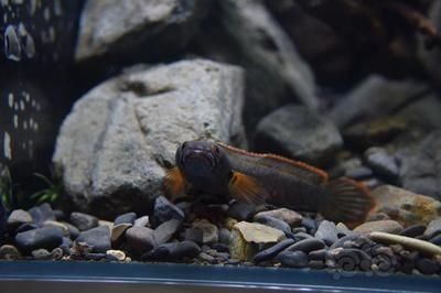 雷龍魚什么品種好看，色彩斑斕的觀賞魚——雷龍魚