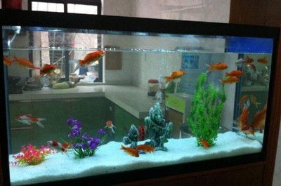 魚缸清潔的科學方法：如何給大魚缸換水？