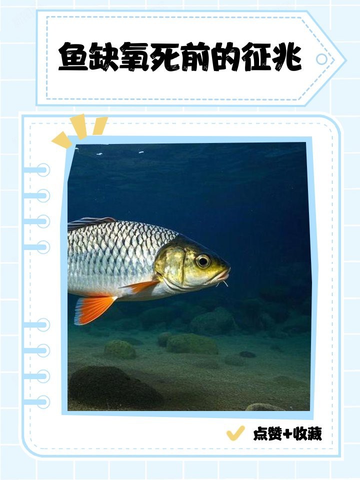 地圖魚死前征兆