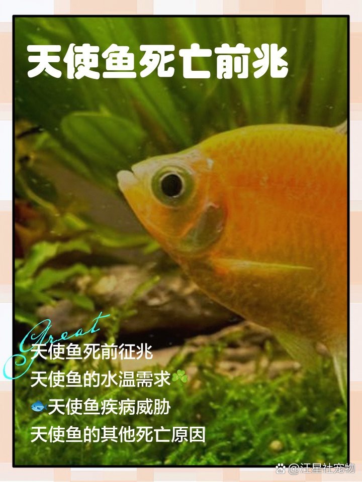 地圖魚死前征兆