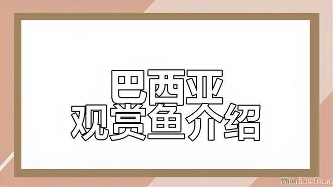 帝王三間和巴西亞區別 帝王三間和巴西亞區別 龍魚論壇 第5張