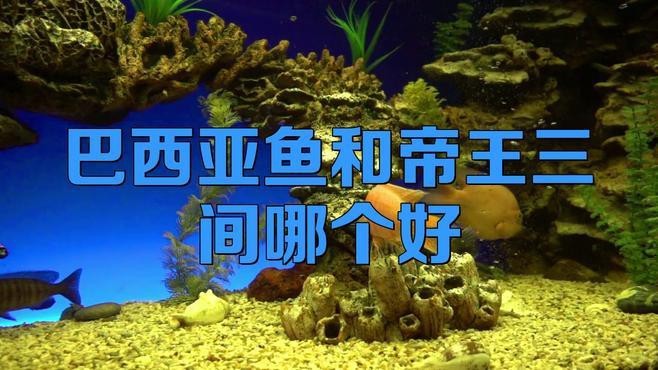 帝王三間和巴西亞區別 帝王三間和巴西亞區別 龍魚論壇 第7張