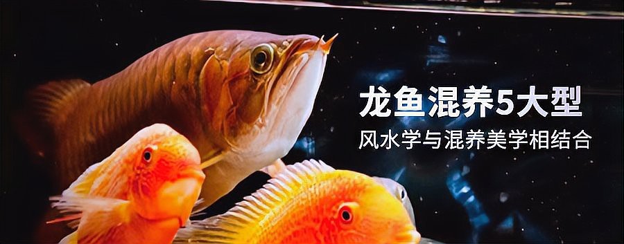 龍魚缸內可以放置什么裝飾