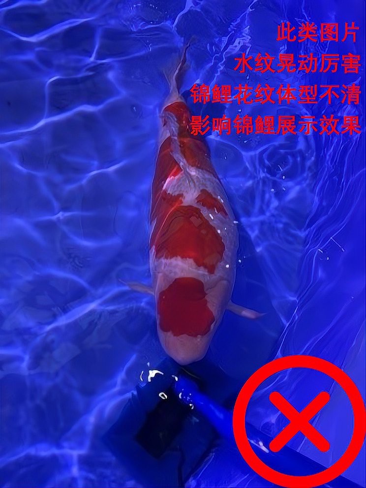有哪些拍攝龍魚的最佳角度？